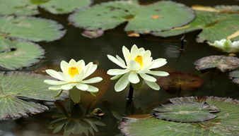 秋冬北方栽种睡莲，嫩活吗？冬天种睡莲要注意啥？