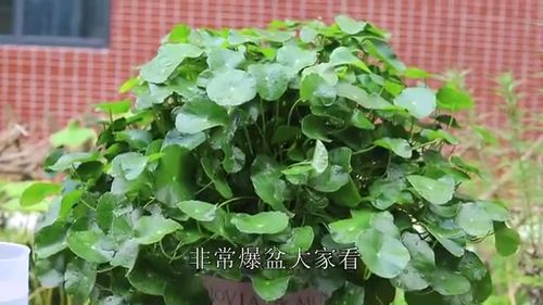 铜钱草怎么养才能让它长得茂盛，需要注意哪些养殖方法和细节