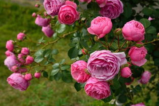 布达议员月季：红红火火的种植心得