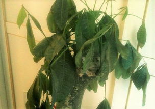 二、缺水？快给花儿浇水！