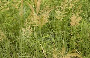 拂子茅：小型观赏草的选择