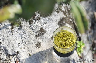 其他不伤茶树的除草剂