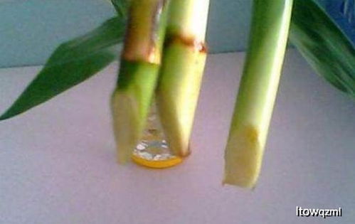 新购富贵竹不生根，叶子发黄？快速生根秘籍，拯救黄叶！