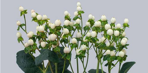 花卉识别小技巧