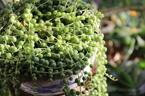 植物大揭秘：如何提升蛋肉品质的神奇魔法