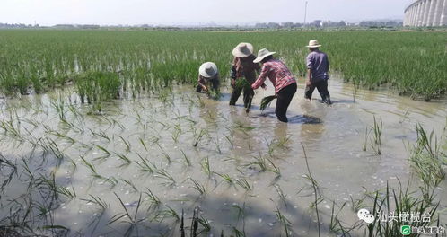 水塘边植物生存大挑战