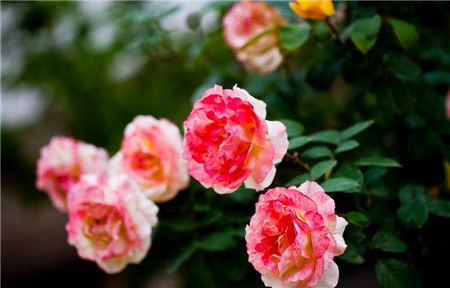 补光灯的辅助作用