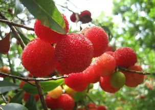 种植过程：耐心等待