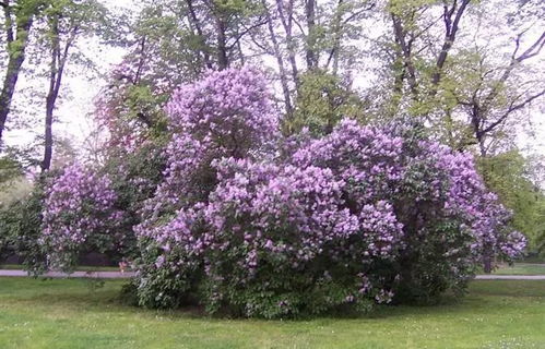 丁香花的开放季节