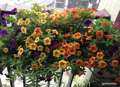 浇水：量杯比感觉靠谱