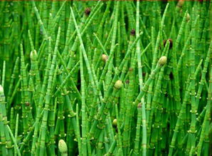 木贼的药用价值