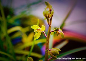 棣棠根系脆弱，为什么栽上总是死