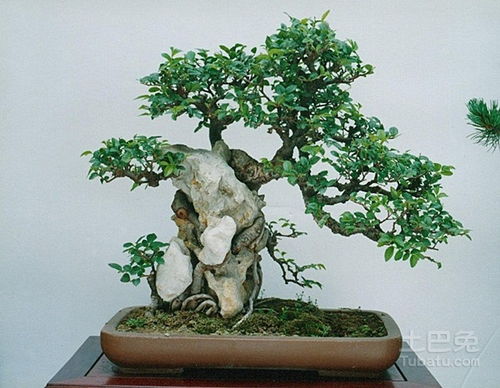 榆树盆景用浅盆，为何更添雅韵