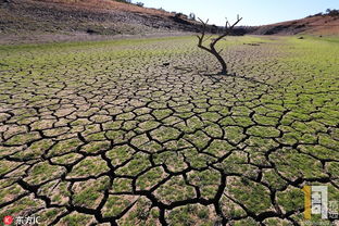 干涸河床的绿色复苏记