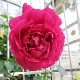 guan与伊芙热情月季的小秘密