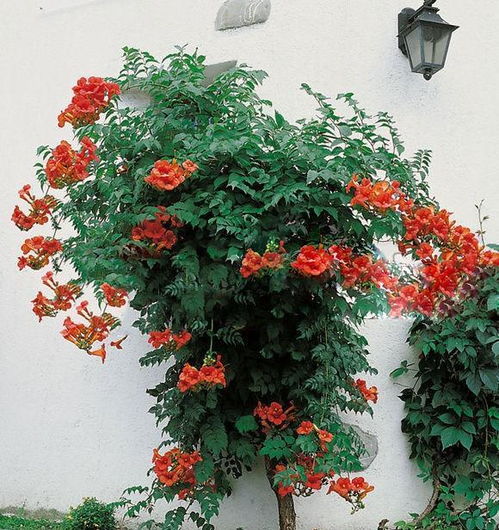 凌霄花种植要点