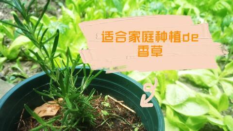 迷迭香换盆的重要性