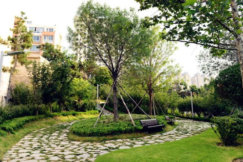 城市绿化行道树是构建绿色氧吧、提升城市生态环境的关键