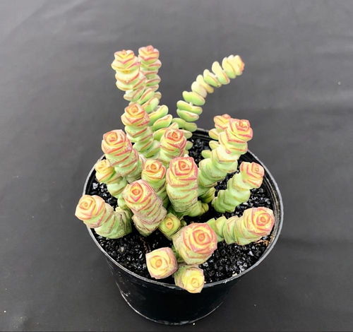 钱串花黄叶是什么原因引起的？