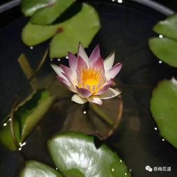 睡莲大小品种如何区分？
