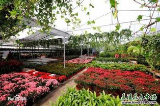 花乡之美， 植物之韵