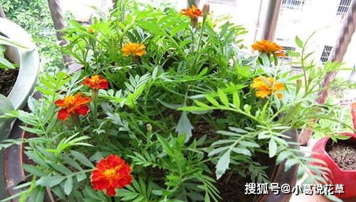 浇水频率：见干见湿