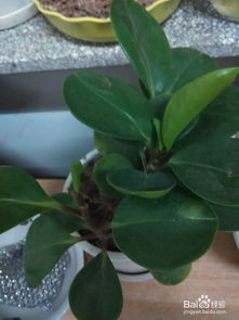 百合花雌雄同株之谜：揭秘其独特繁殖机制与性别特征