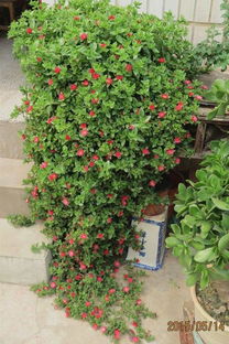 牡丹吊兰盆栽养护小贴士