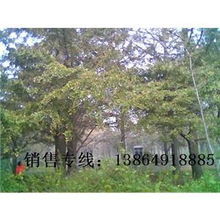 银杏树苗价格：网上传闻真的可信吗？