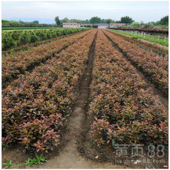 红叶石楠球， 批发市场的价格行情