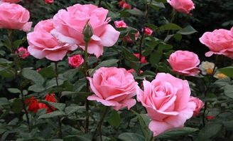 濮阳植物园的月季花