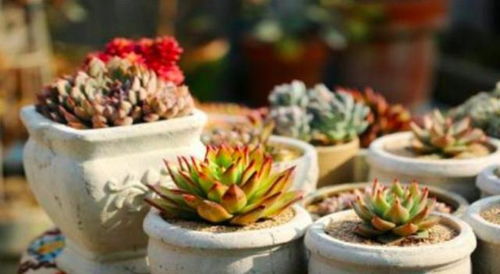 多肉唐印易养爆红，红颜养植攻略