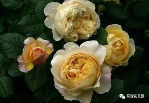 卡利松杏仁糕月季的花朵之美