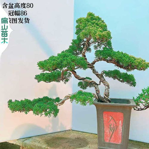 造型罗汉松，价格几何？