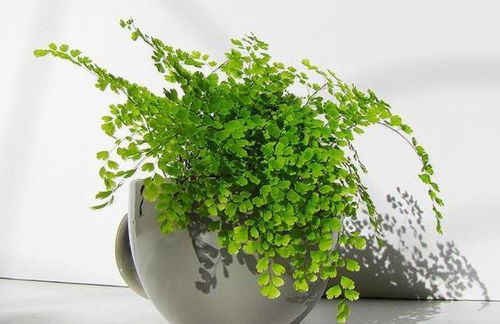 蕨类植物：阴暗角落的绿意盎然