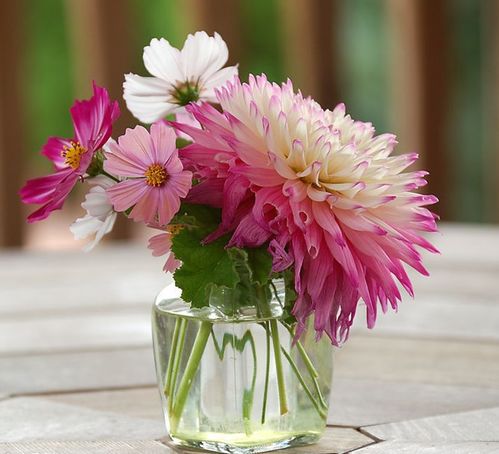 半窑藏式空气放电技术：花卉保鲜新革命