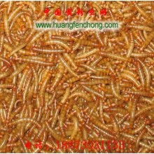 黄粉虫与黑粉虫：两种昆虫