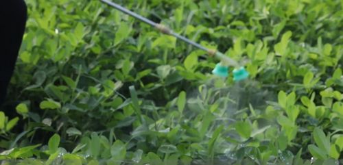 初花期，多效唑的舞台