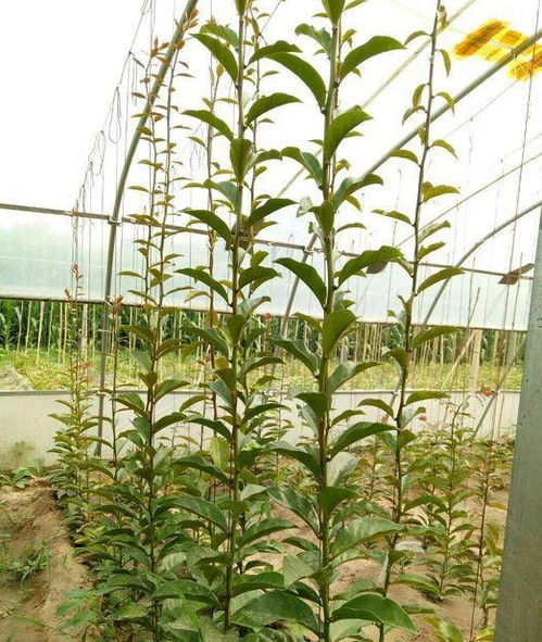 无花果扦插的时光