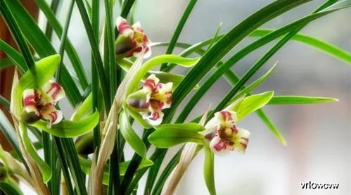 腐殖土为主， 混合配制geng佳