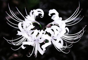 代表死亡的花语是彼岸花，寓意着生命的终结与永恒的轮回