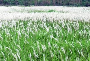 白茅：耐旱的绿色守护者