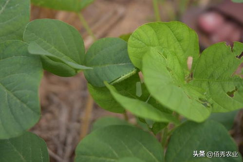 搭配使用，效果geng佳