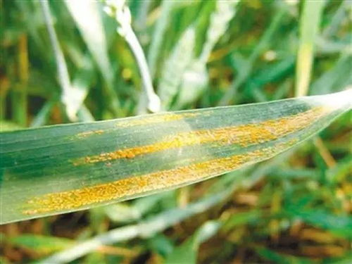条锈病对小麦的危害，你感受到了吗？