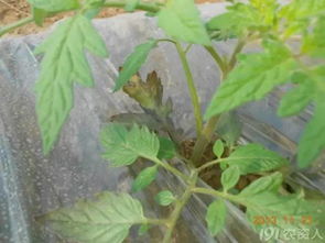番茄早疫病是番茄生长早期常见病害