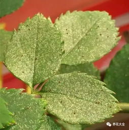 红蜘蛛防治用药