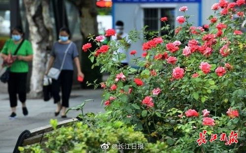 烈日下的月季花园