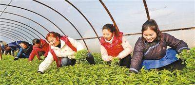 山东庄镇鱼子山村草莓种植进入繁忙期