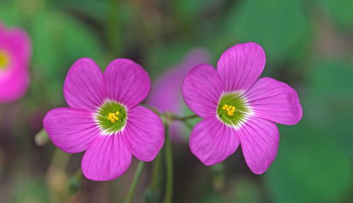 夏日盛开的口红花， 美艳动人