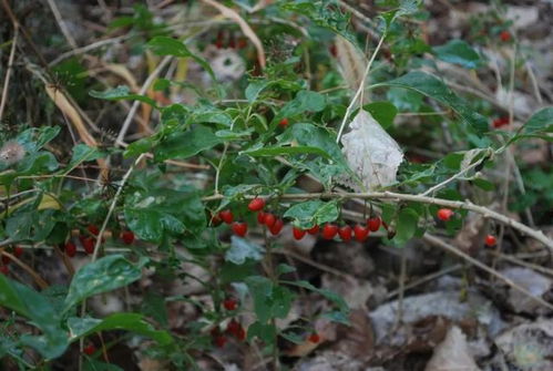 田七：南方地区的特色药材